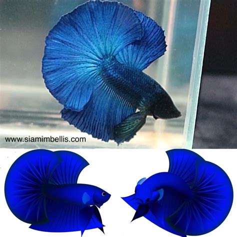 how to order betta fish from thailand|Siamimbellis .